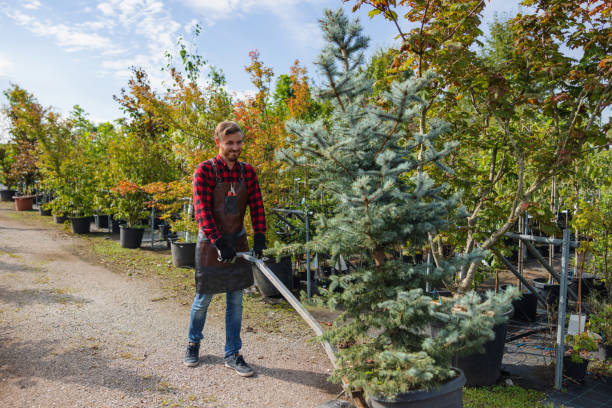 Professional Tree Removal and Landscaping Services in Richmond, CA